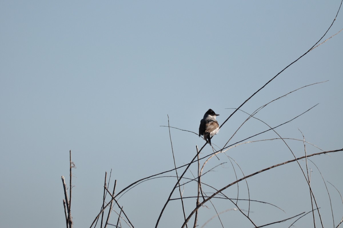 Fork-tailed Flycatcher - ML627212784