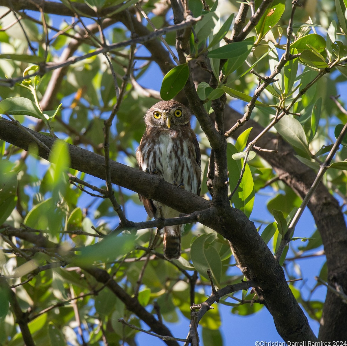 Ferruginous Pygmy-Owl - ML627212842