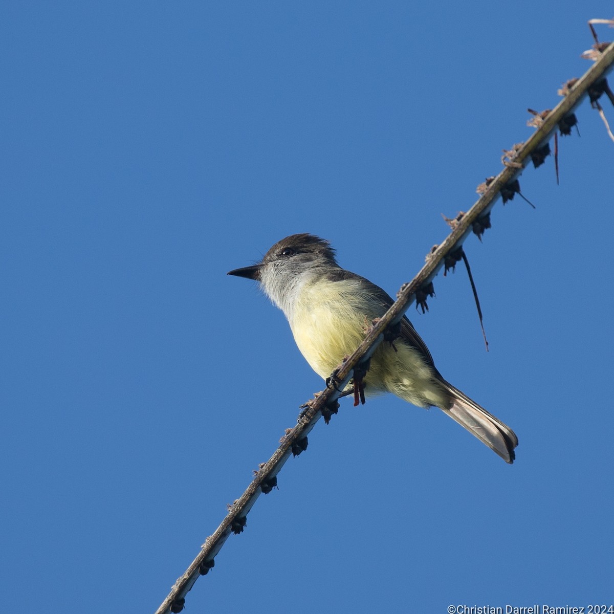 Yucatan Flycatcher - ML627212848