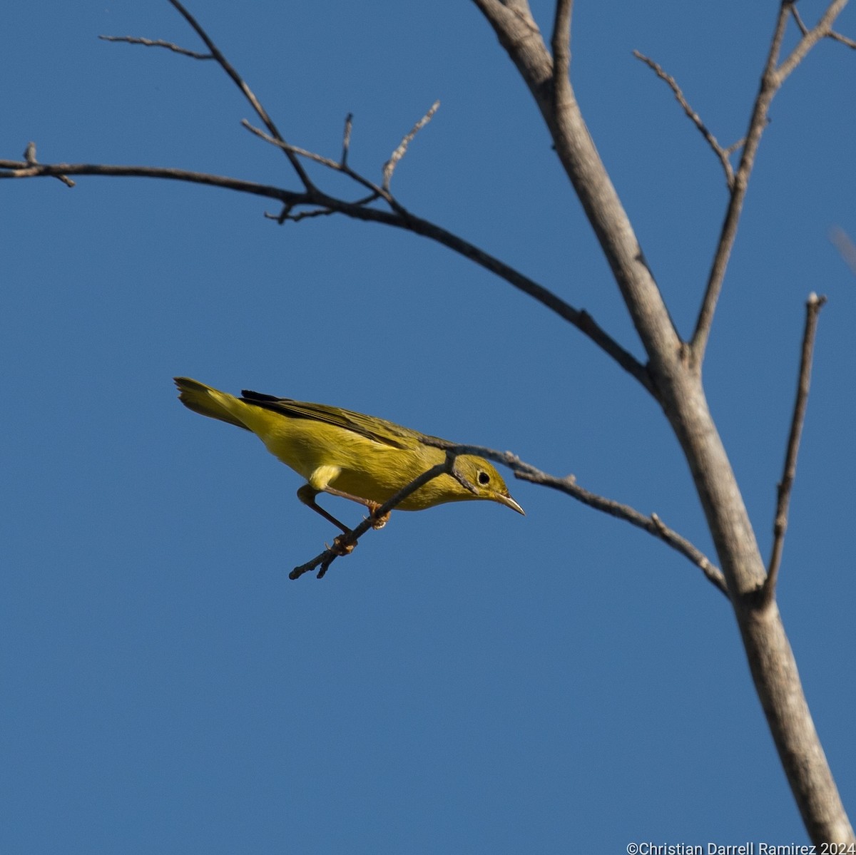Yellow Warbler - ML627212863