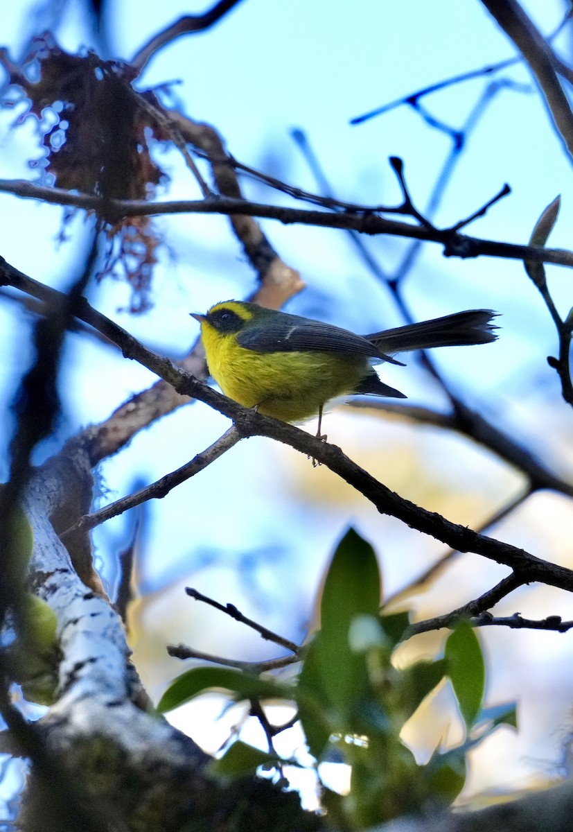 Yellow-bellied Fairy-Fantail - ML627213000