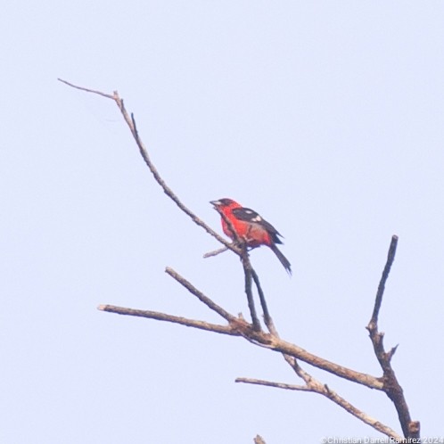 White-winged Tanager - ML627213062