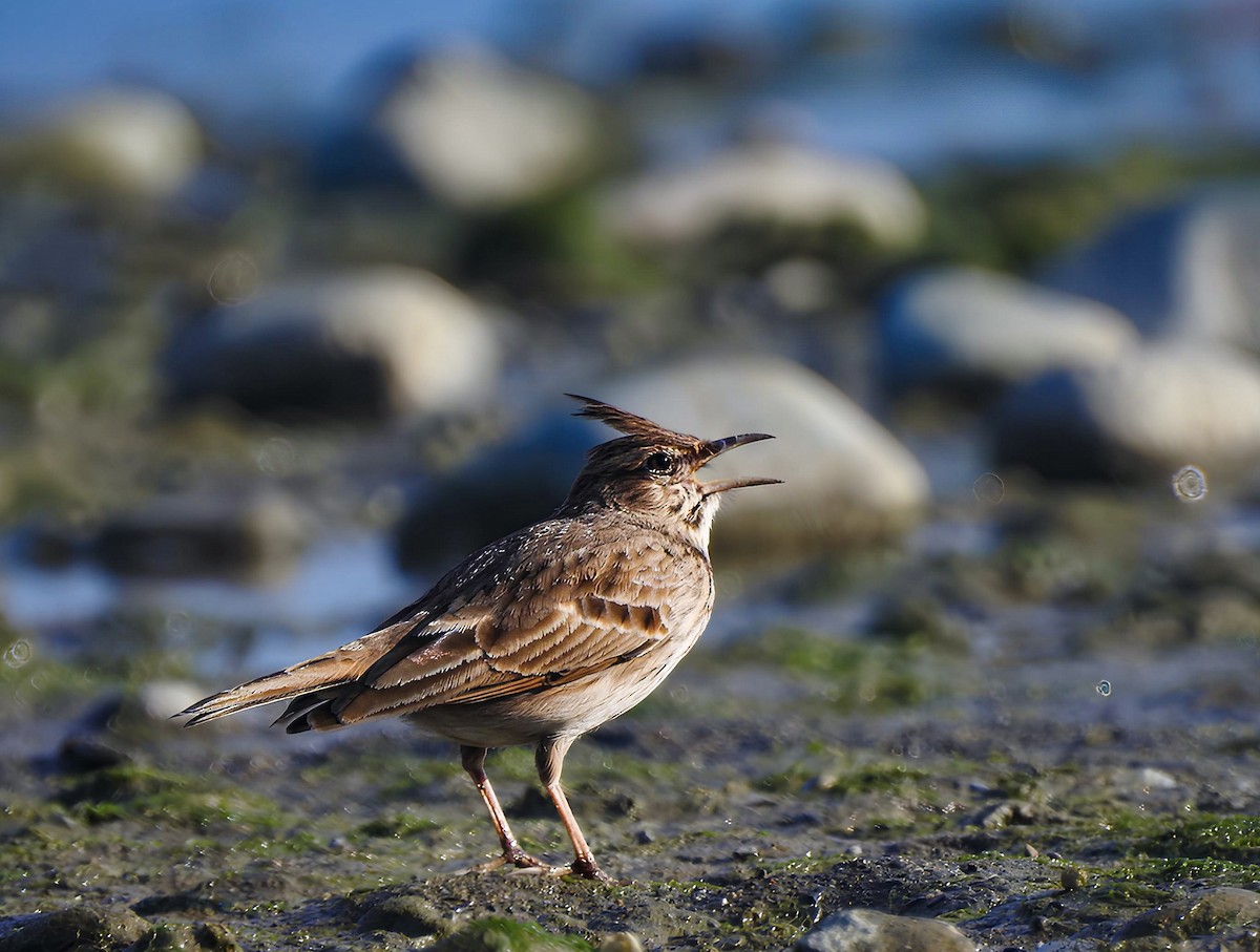 Crested Lark - ML627213063