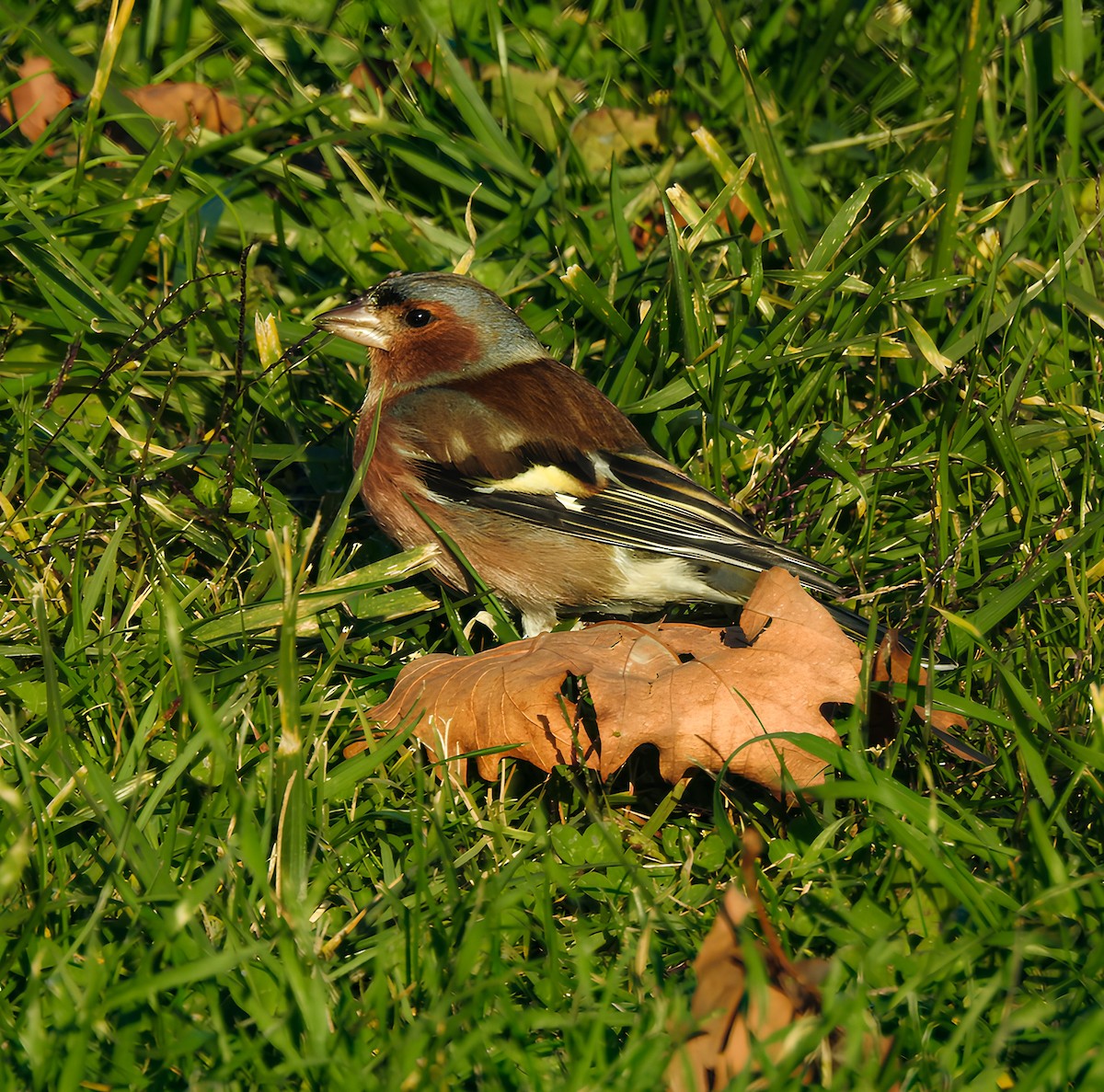 Common Chaffinch - ML627213067