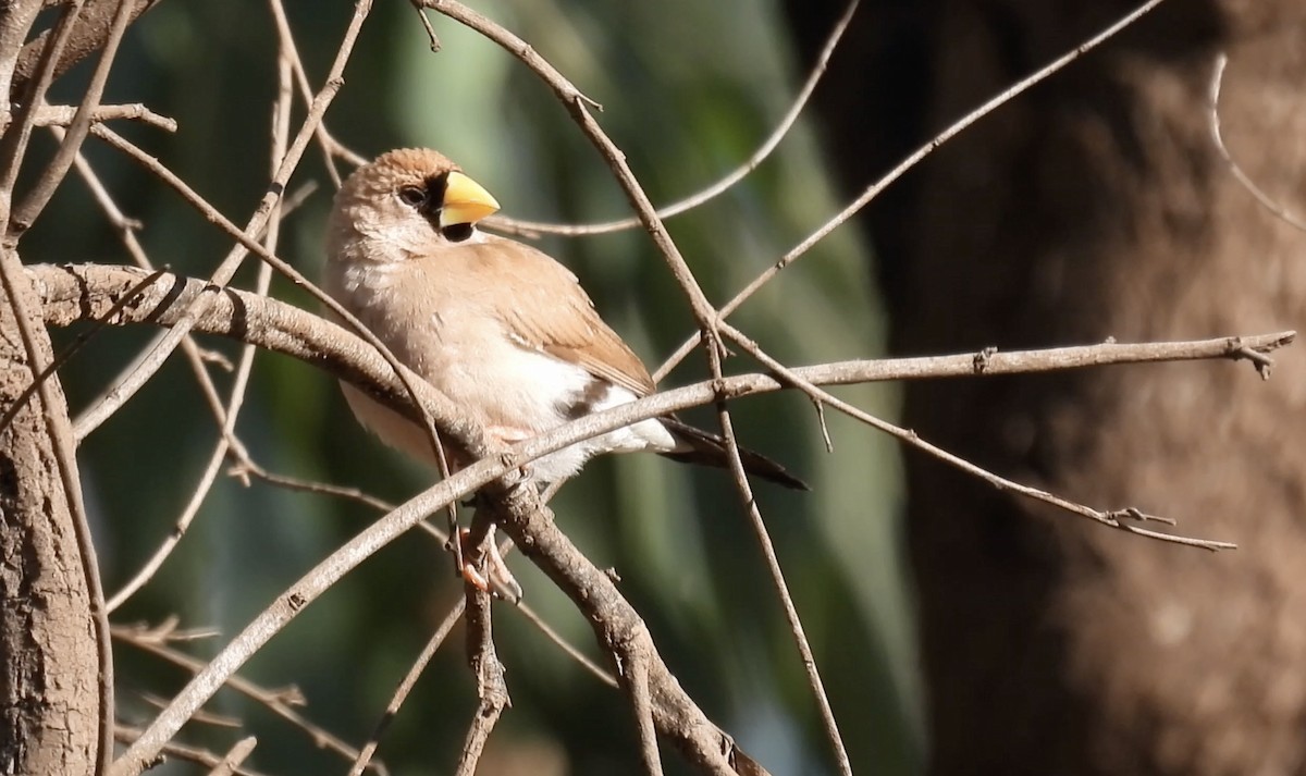 Masked Finch - ML627213130