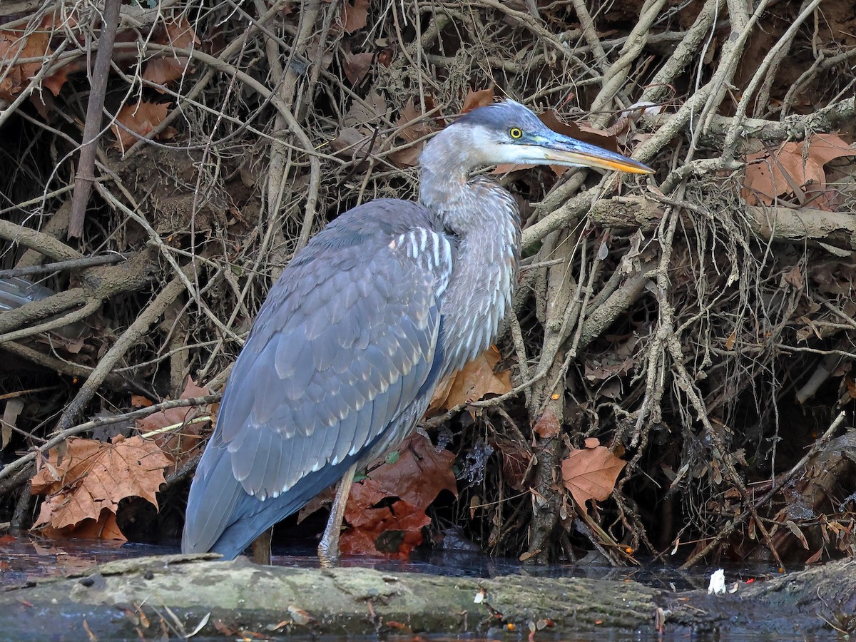 Great Blue Heron - ML627213274