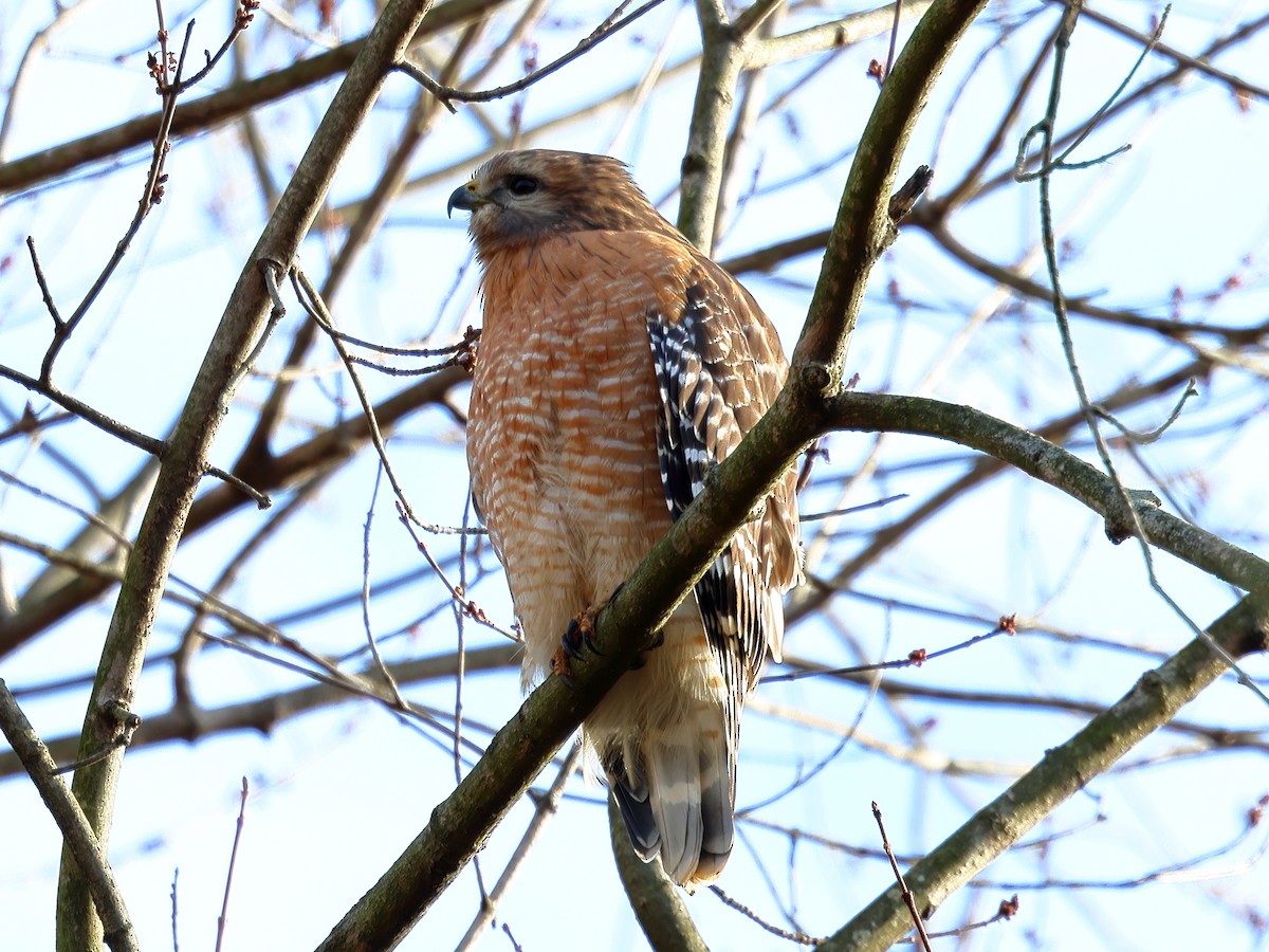 Red-shouldered Hawk - ML627213279