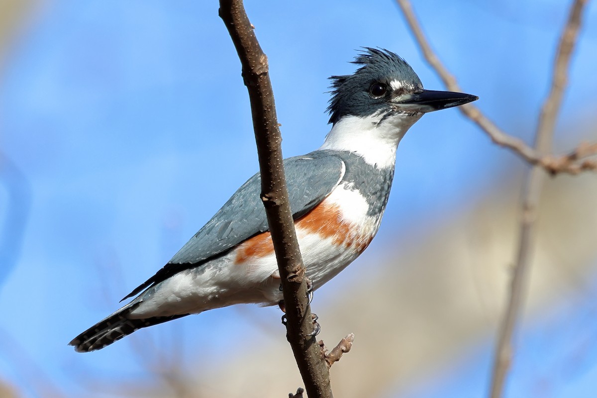 Belted Kingfisher - ML627213282