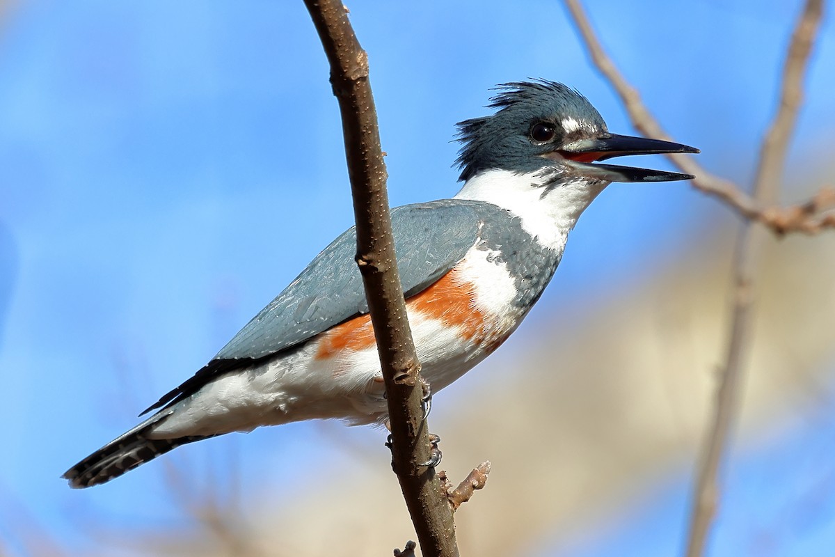 Belted Kingfisher - ML627213293