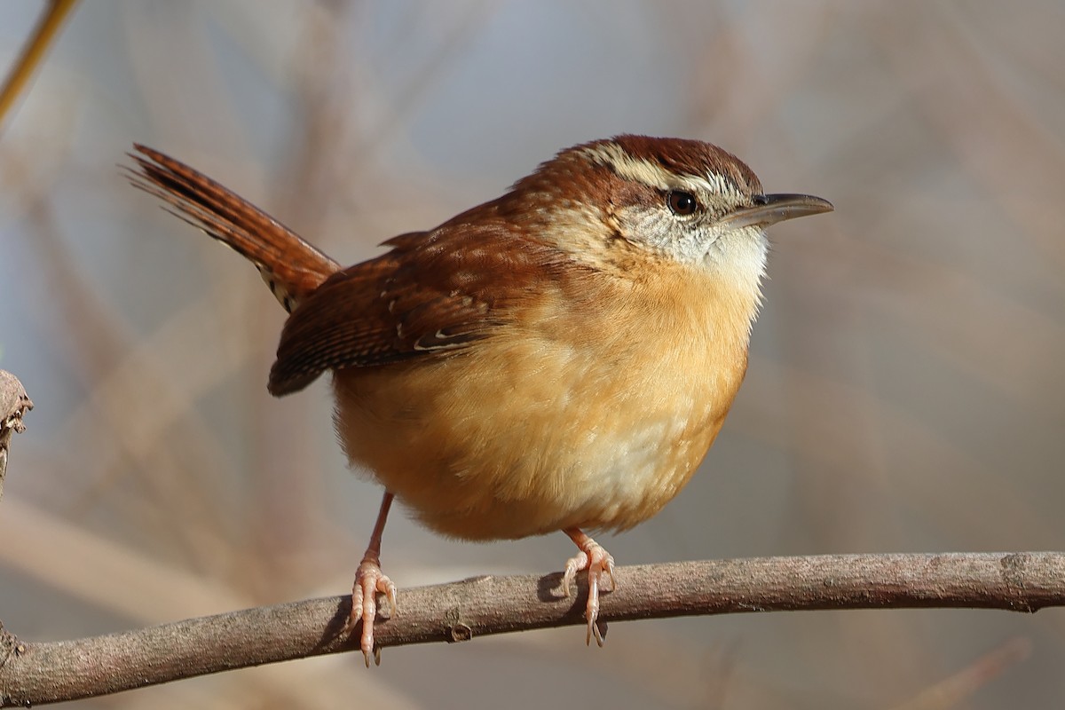Carolina Wren - ML627213310