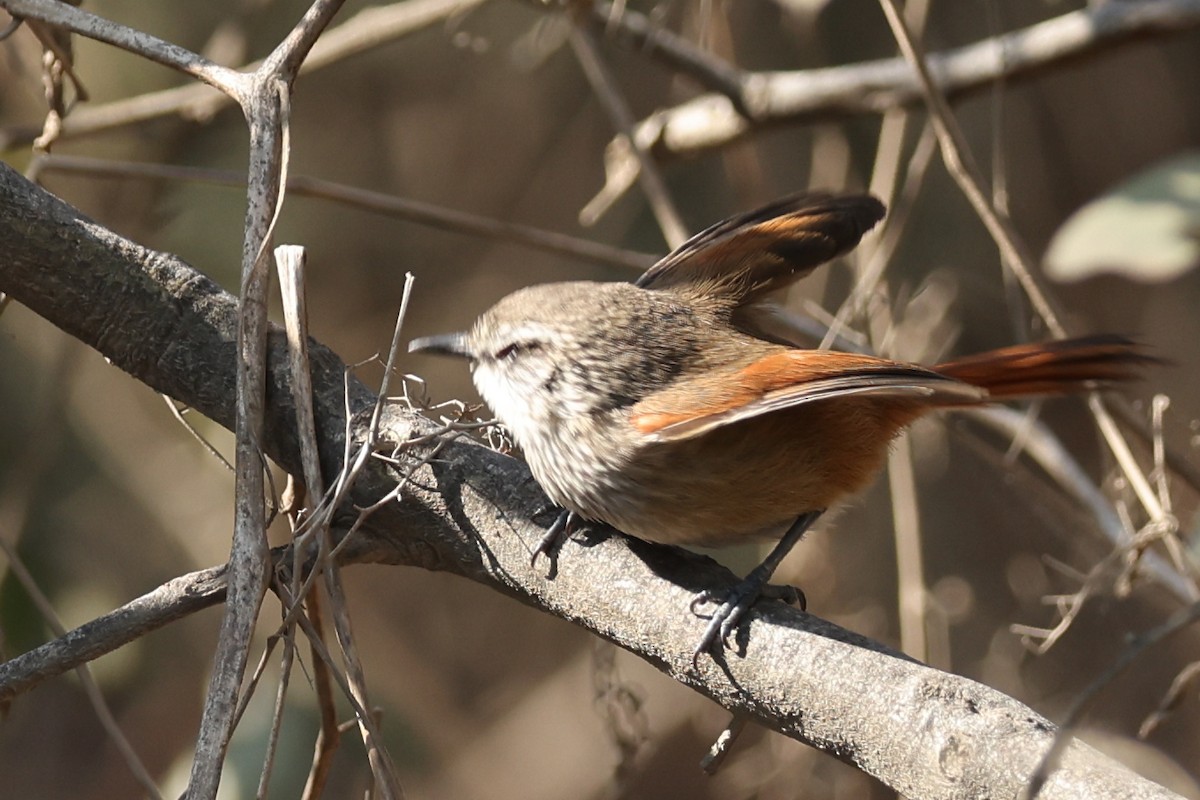 Necklaced Spinetail - ML627213322