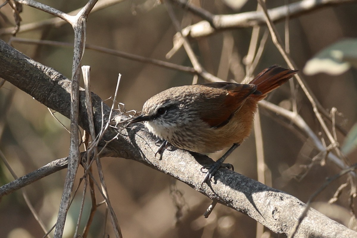 Necklaced Spinetail - ML627213323