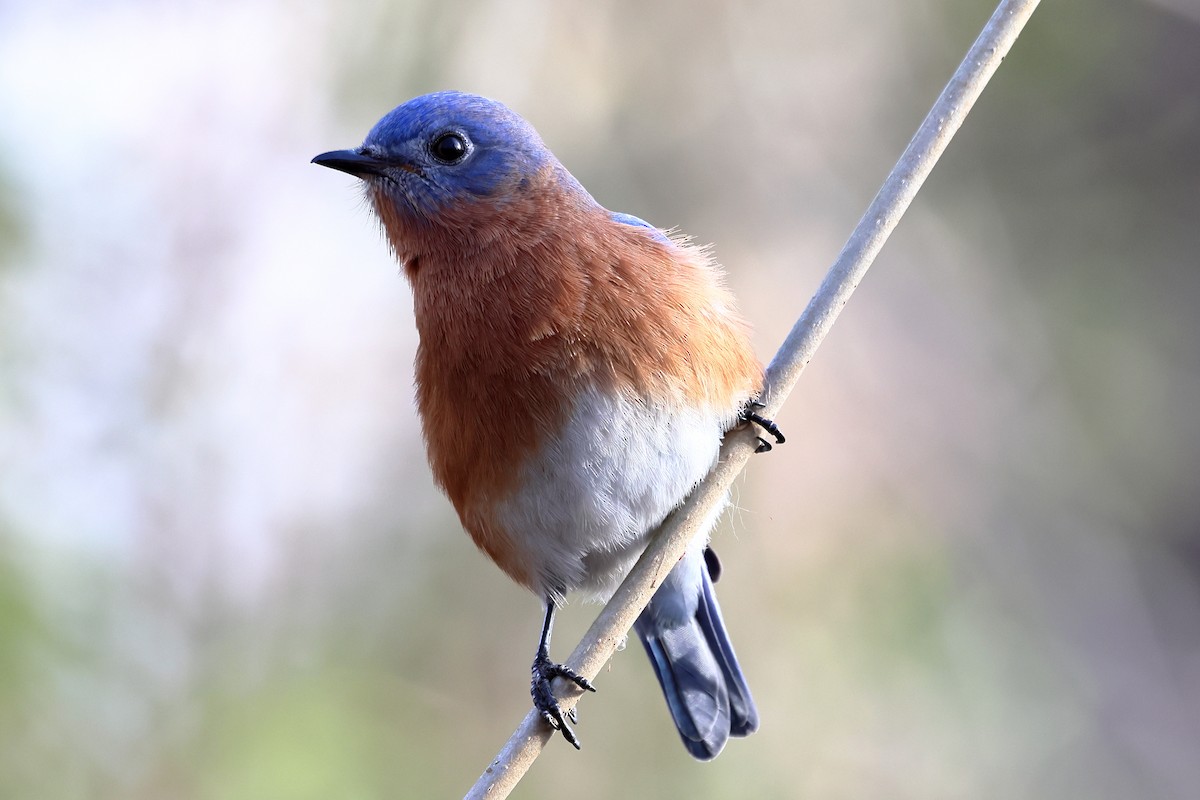 Eastern Bluebird - ML627213324