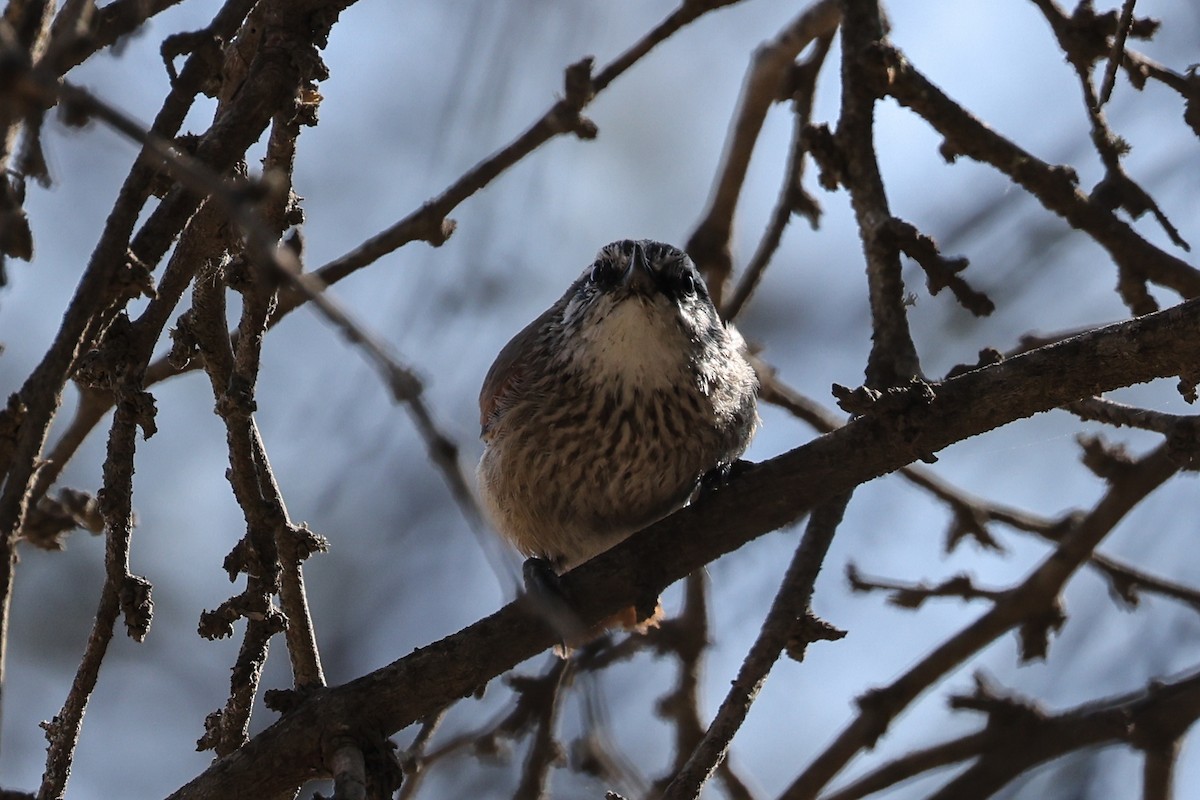 Necklaced Spinetail - ML627213325