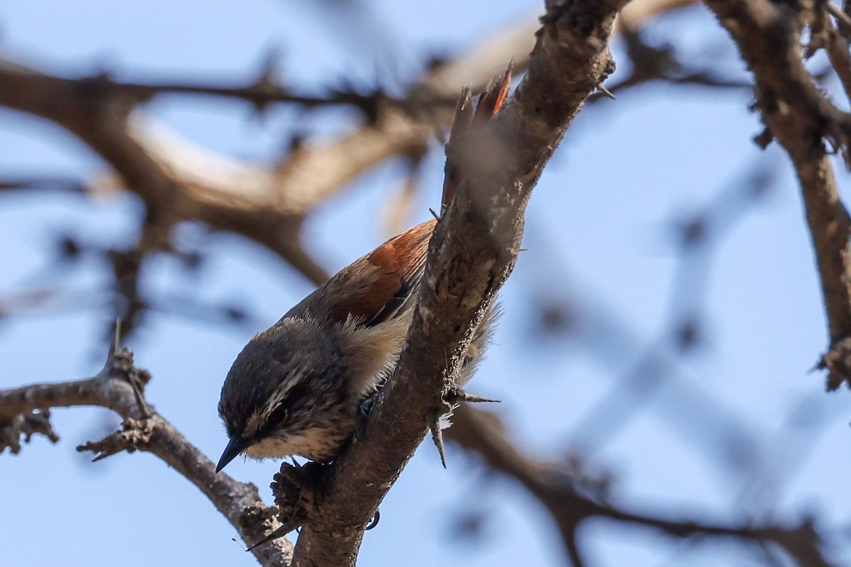 Necklaced Spinetail - ML627213327