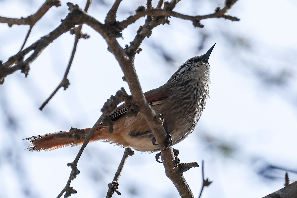 Necklaced Spinetail - ML627213329