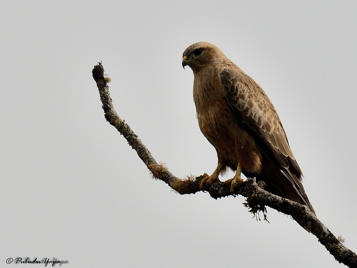 Mäusebussard (vulpinus/menetriesi) - ML627213347