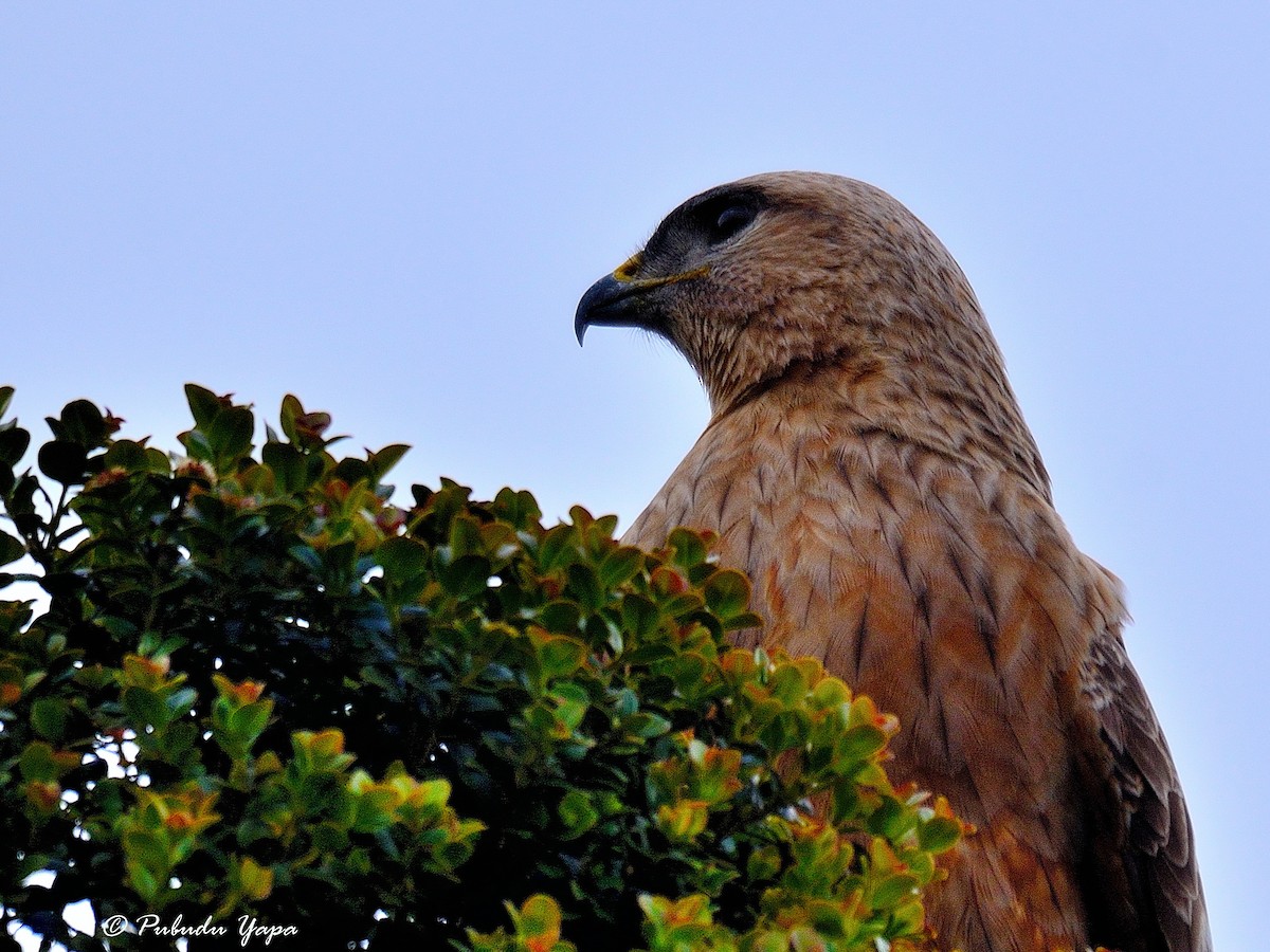 Mäusebussard (vulpinus/menetriesi) - ML627213348