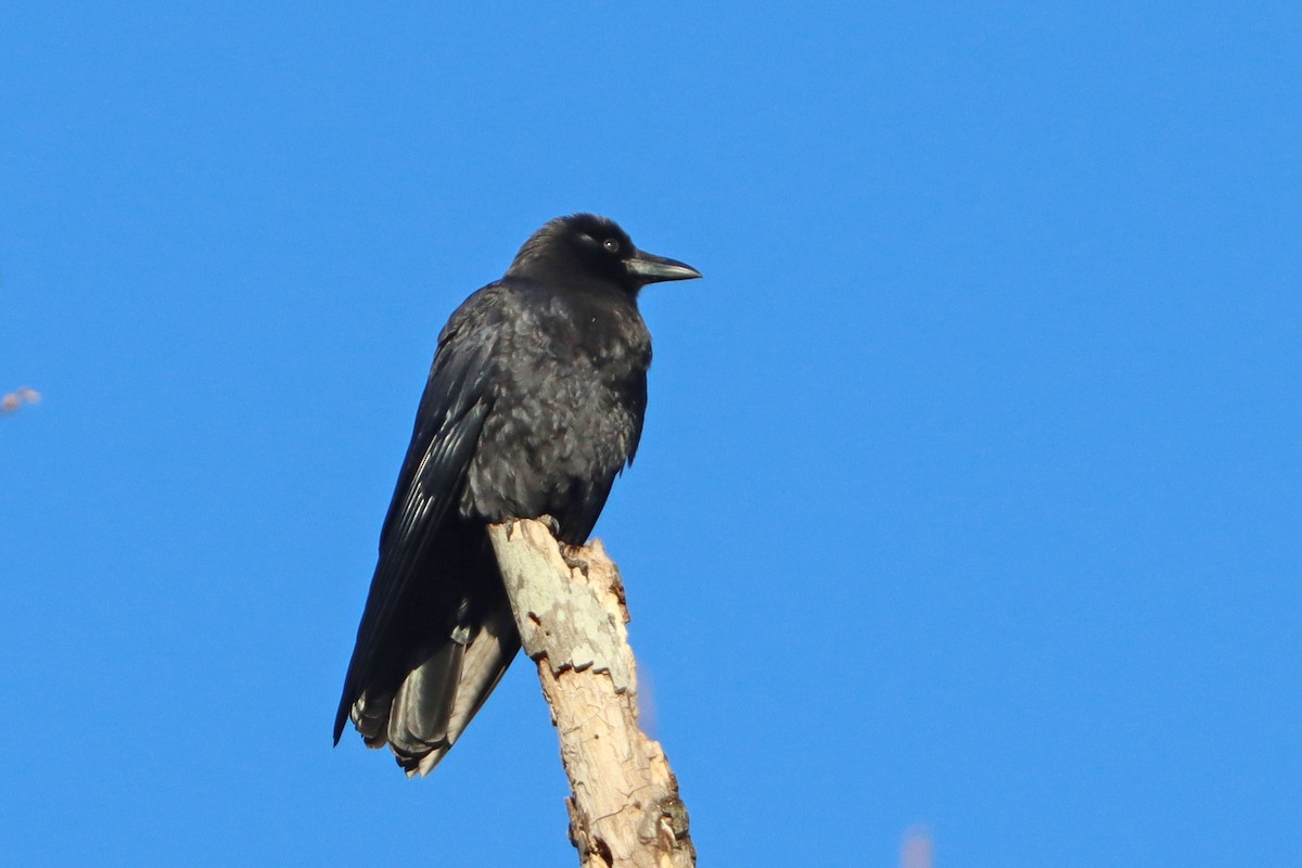 American Crow - ML627213392