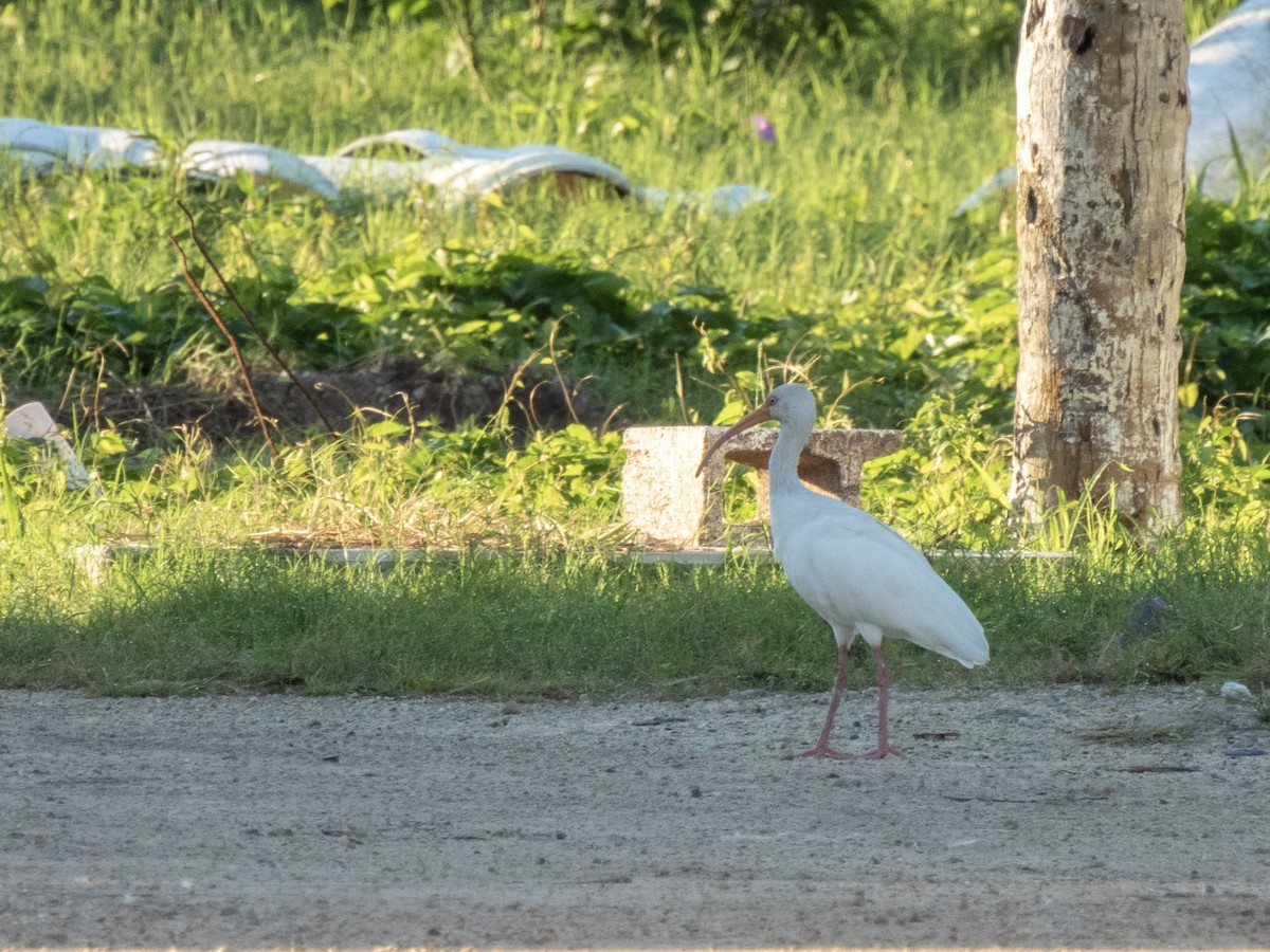 Ibis blanc - ML627213462