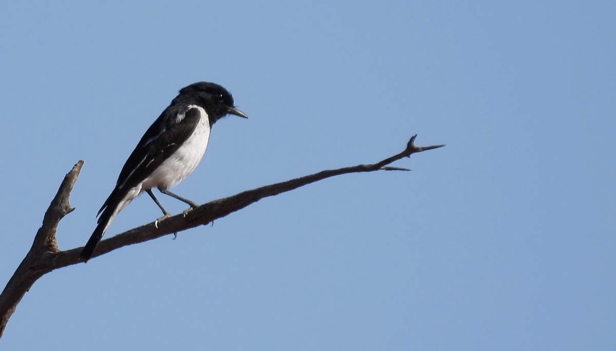 Hooded Robin - ML627213633