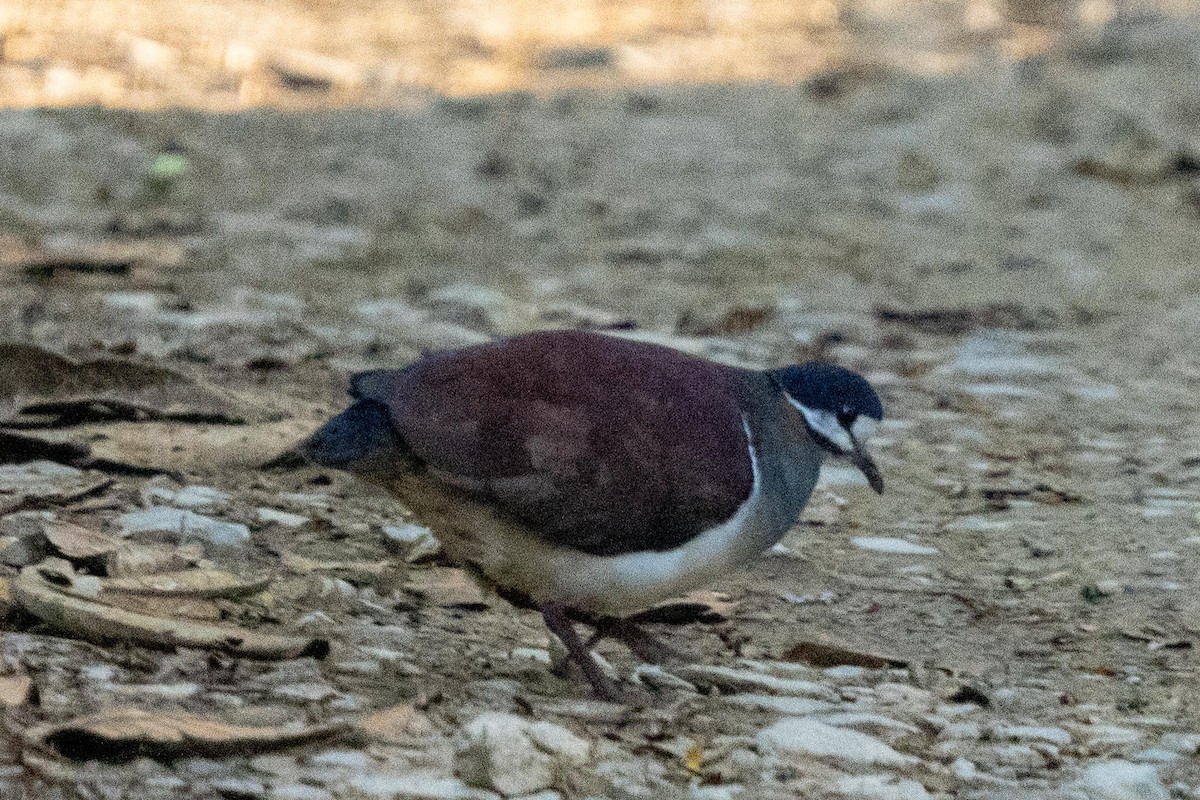 Purple Quail-Dove - ML627213640