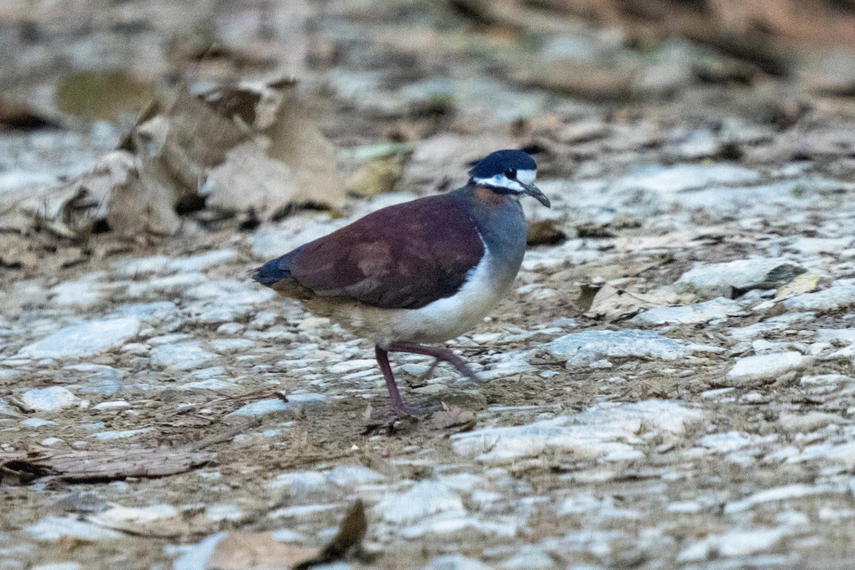 Purple Quail-Dove - ML627213643