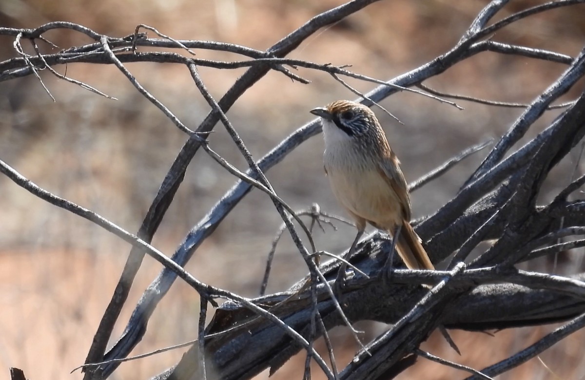 Sandhill Grasswren - ML627213651