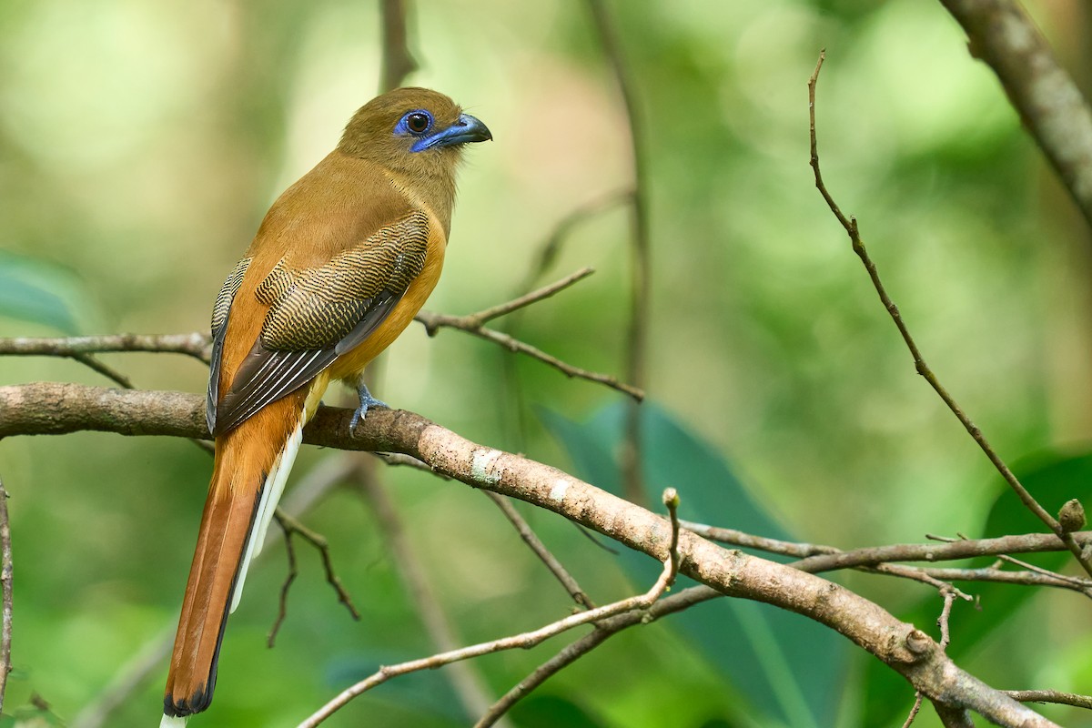Malabar Trogon - ML627213740