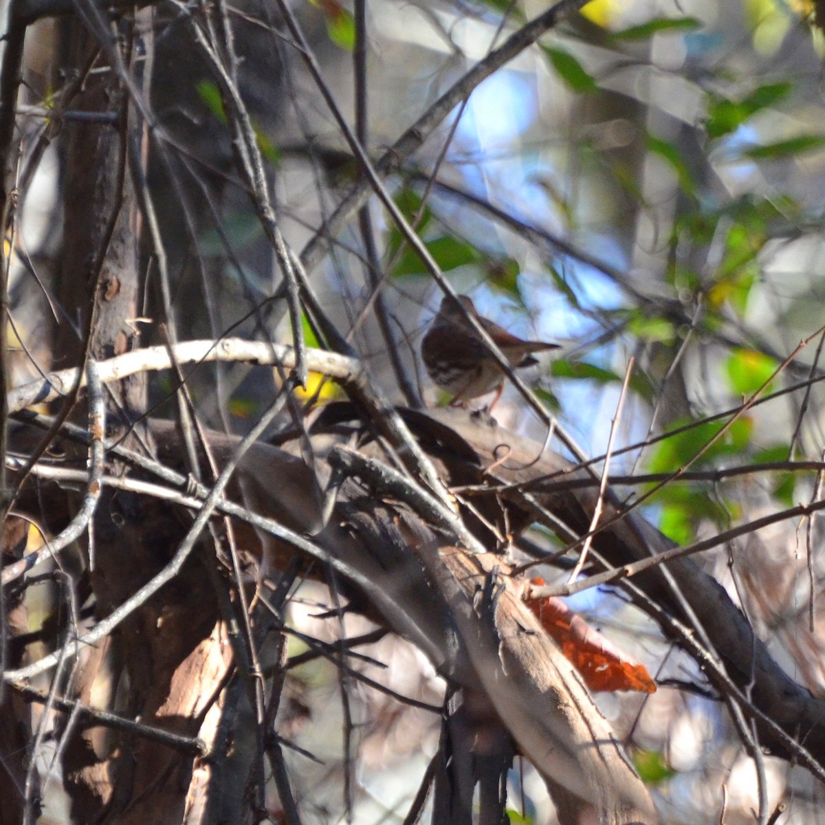 Fox Sparrow - ML627213865