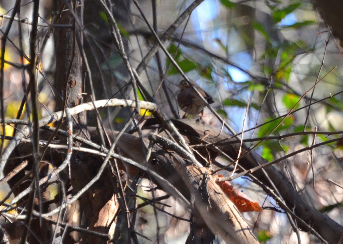 Fox Sparrow - ML627213866