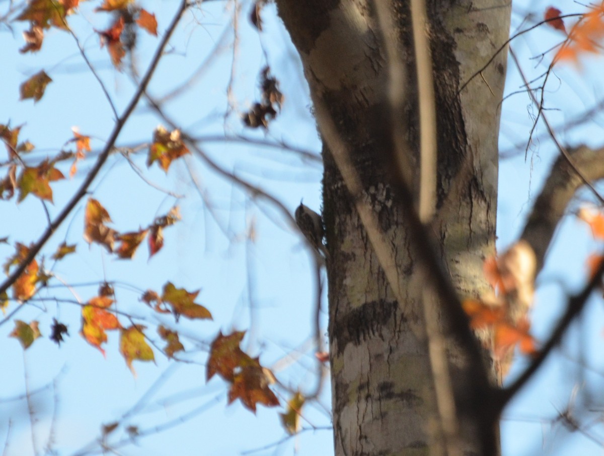 Brown Creeper - ML627213876