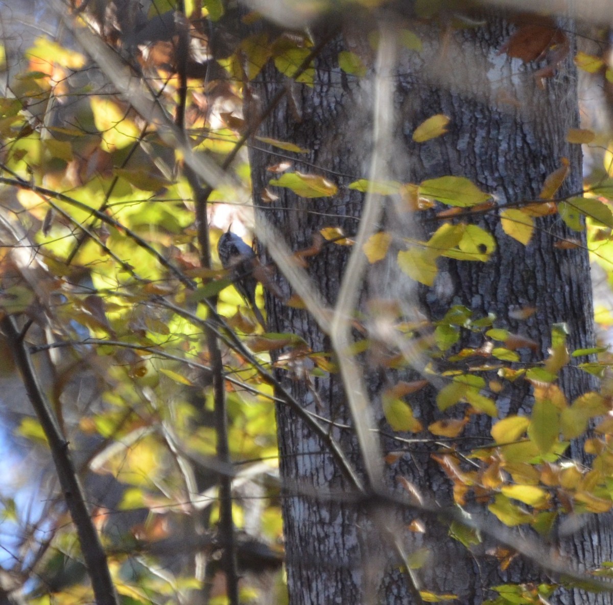 Brown Creeper - ML627213877