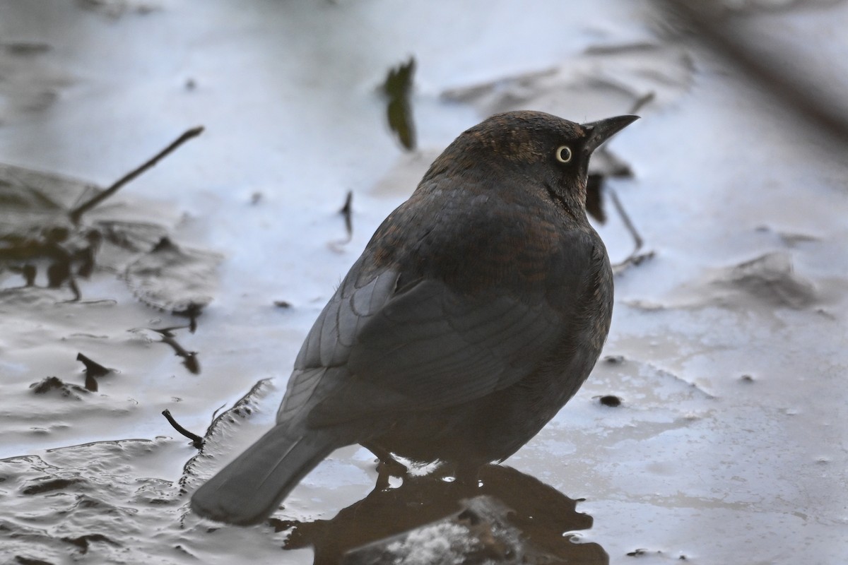 Rusty Blackbird - ML627213889