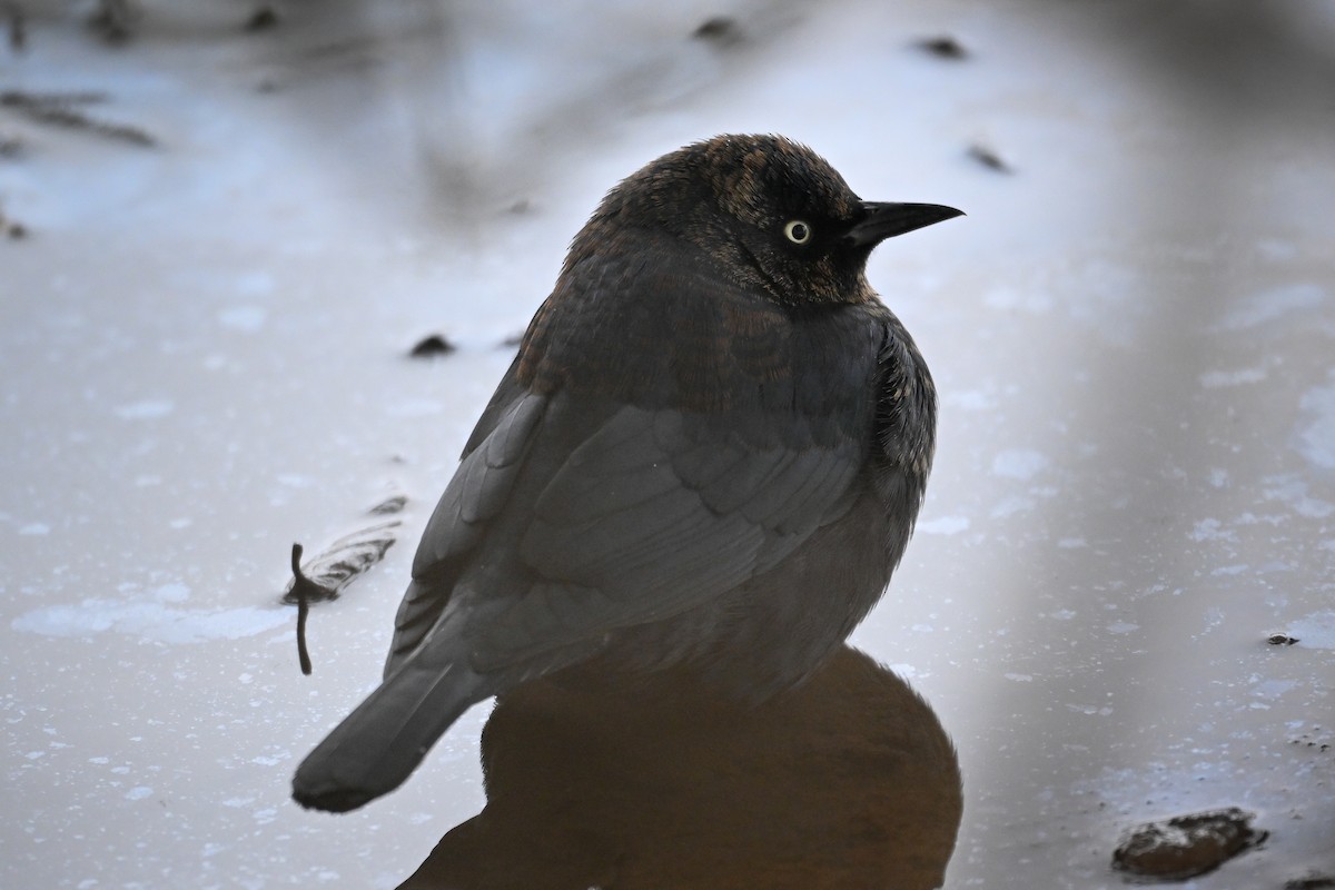 Rusty Blackbird - ML627213890