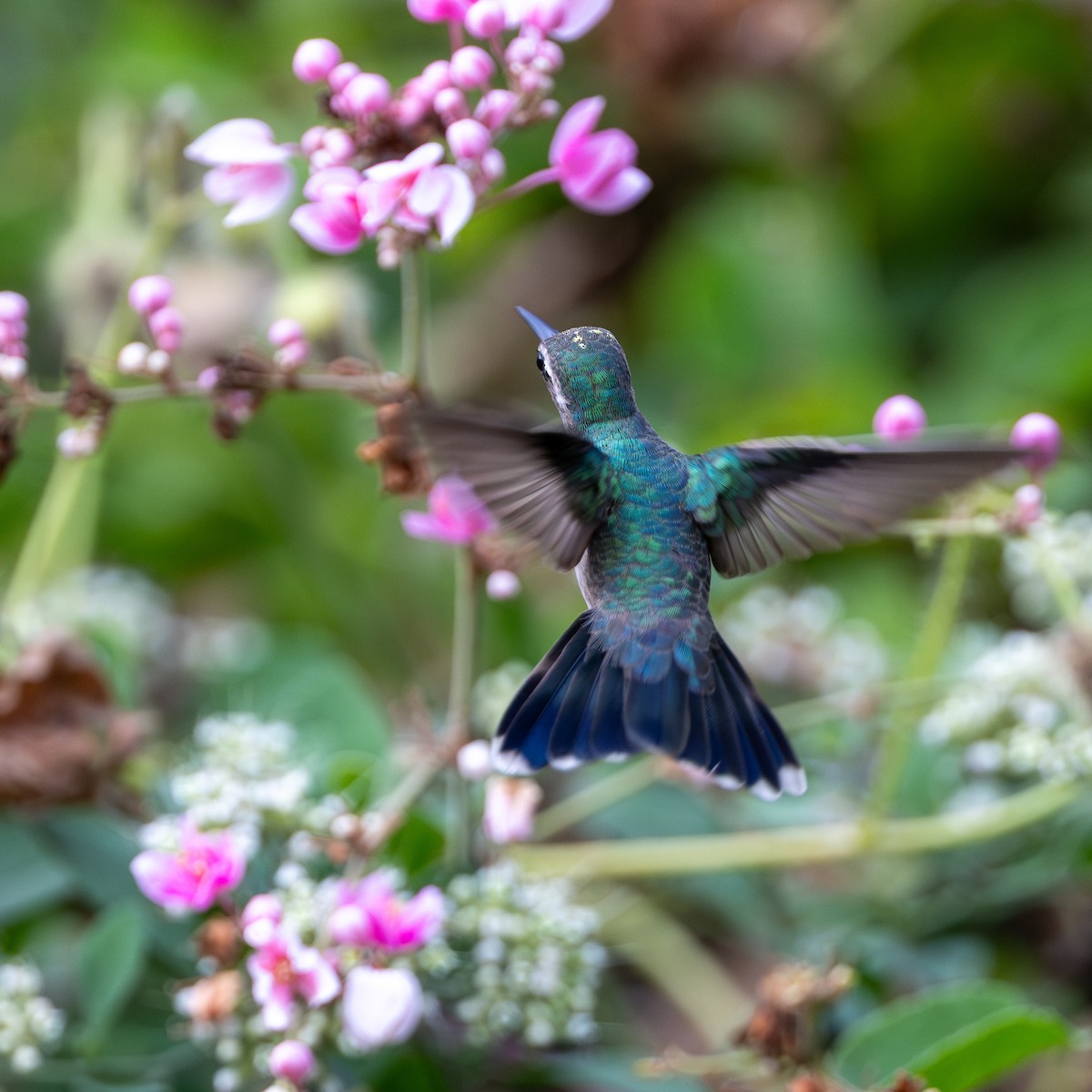 Turquoise-crowned Hummingbird - ML627213892