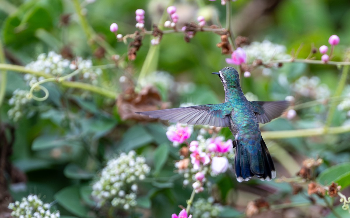 Turquoise-crowned Hummingbird - ML627213893