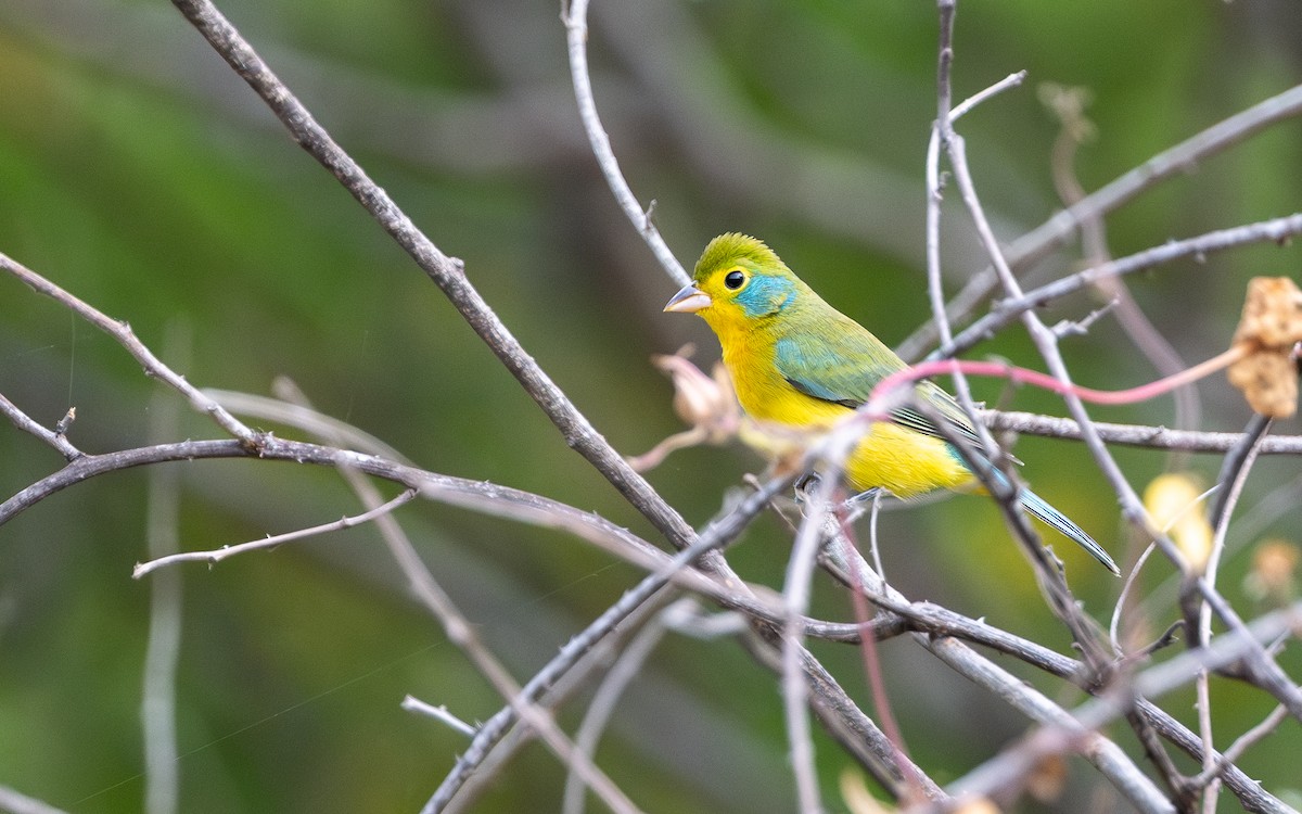 Orange-breasted Bunting - ML627213906