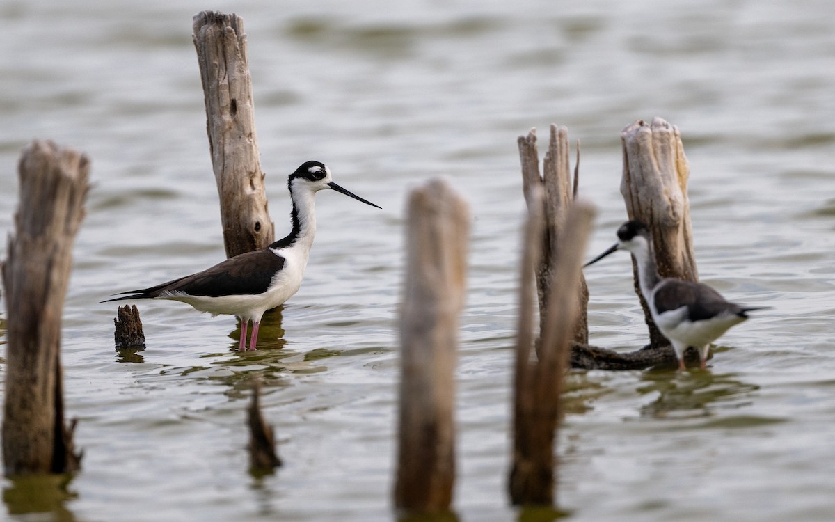 Black-necked Stilt (Black-necked) - ML627213913