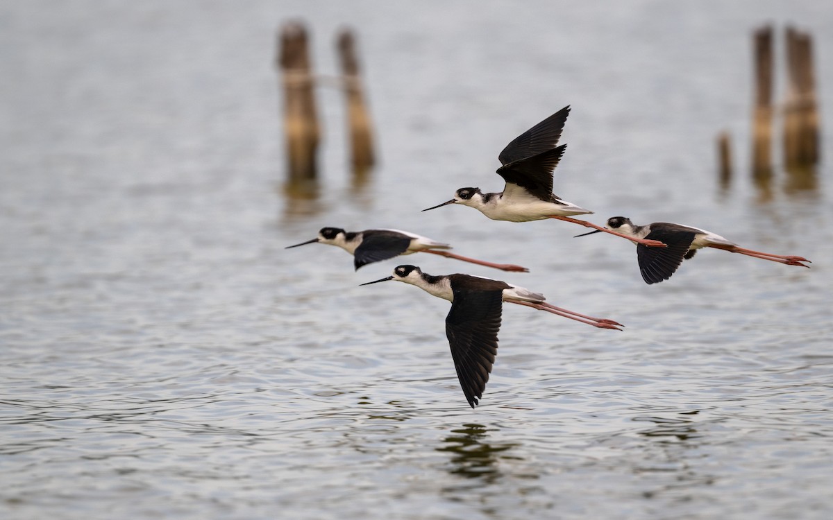 Black-necked Stilt (Black-necked) - ML627213914