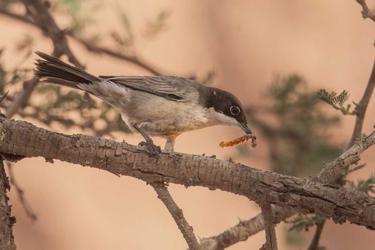 Arabian Warbler - ML627213935
