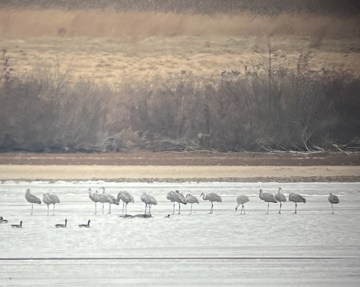 Sandhill Crane - ML627214002