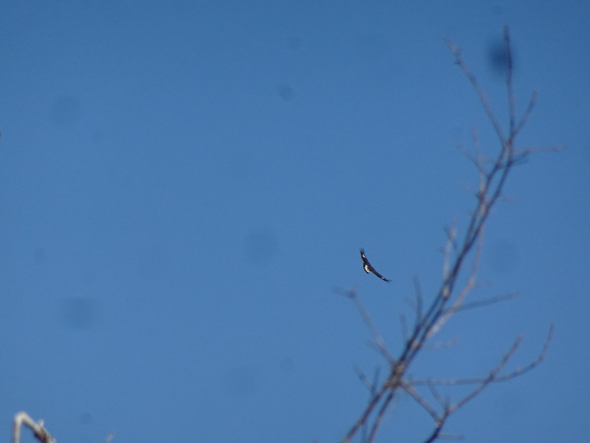 orel skalní - ML627214072