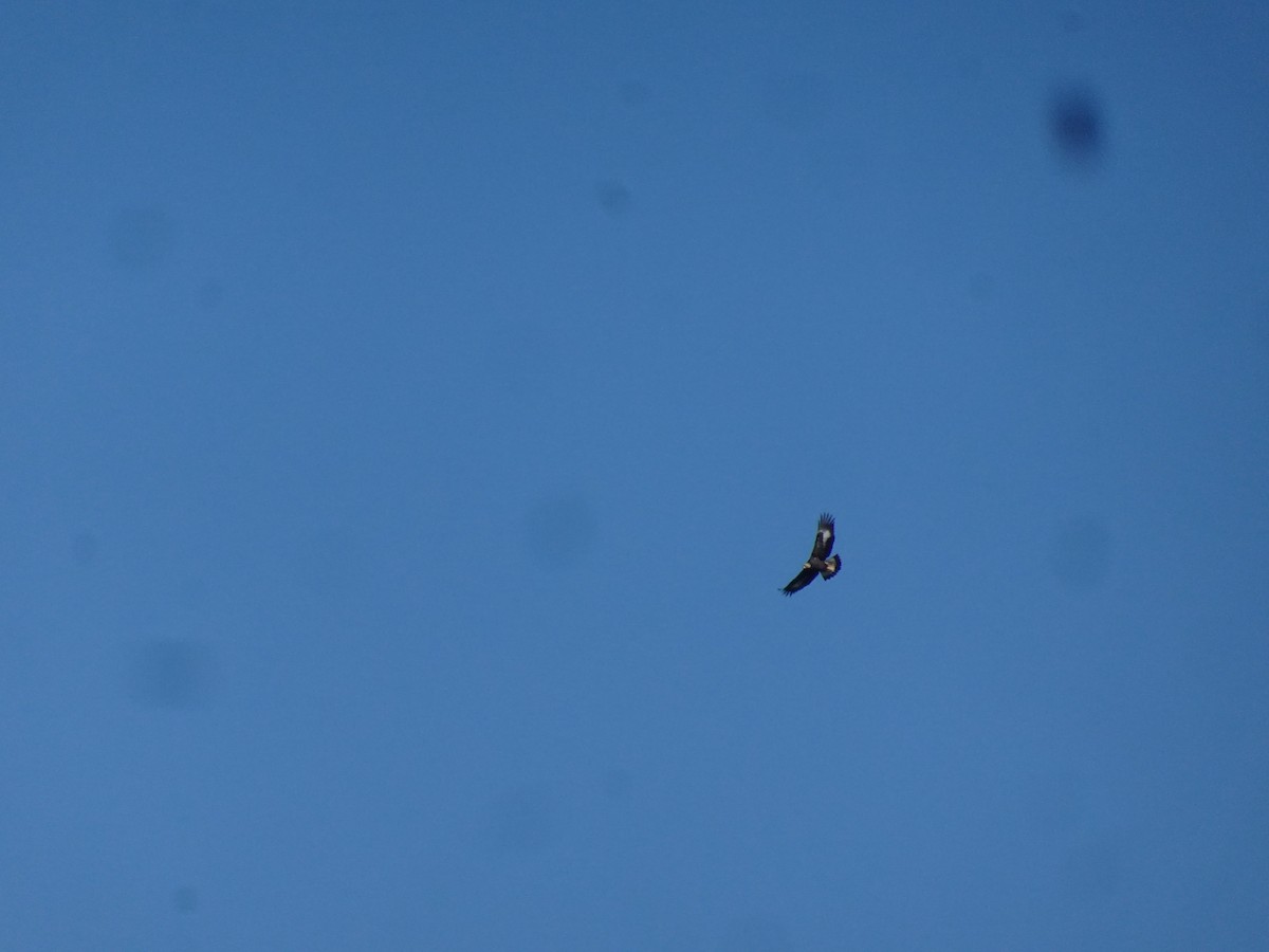 orel skalní - ML627214110