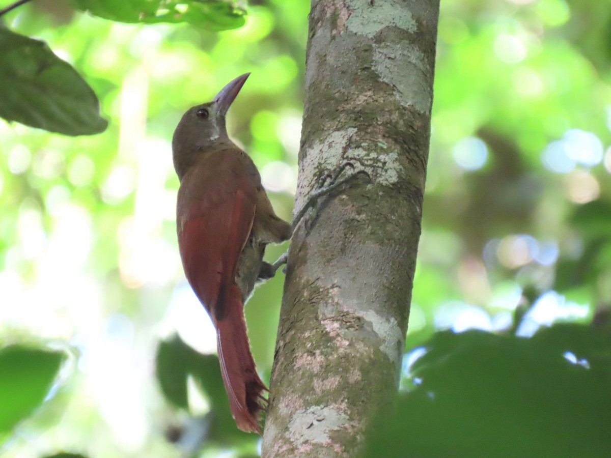 Red-billed Woodcreeper - ML627214457