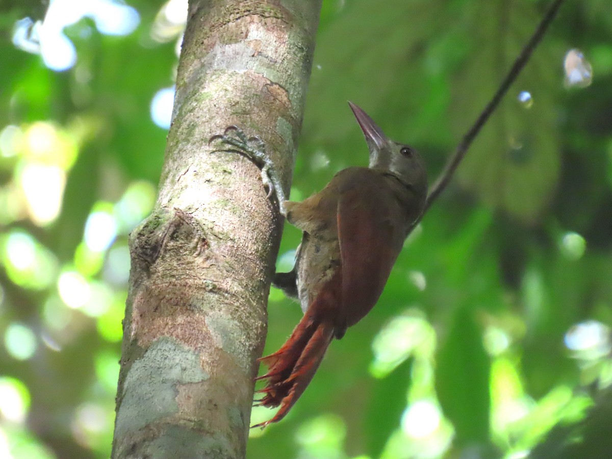 Red-billed Woodcreeper - ML627214458