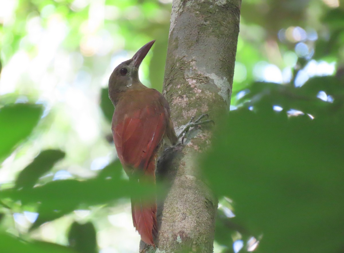 Red-billed Woodcreeper - ML627214459