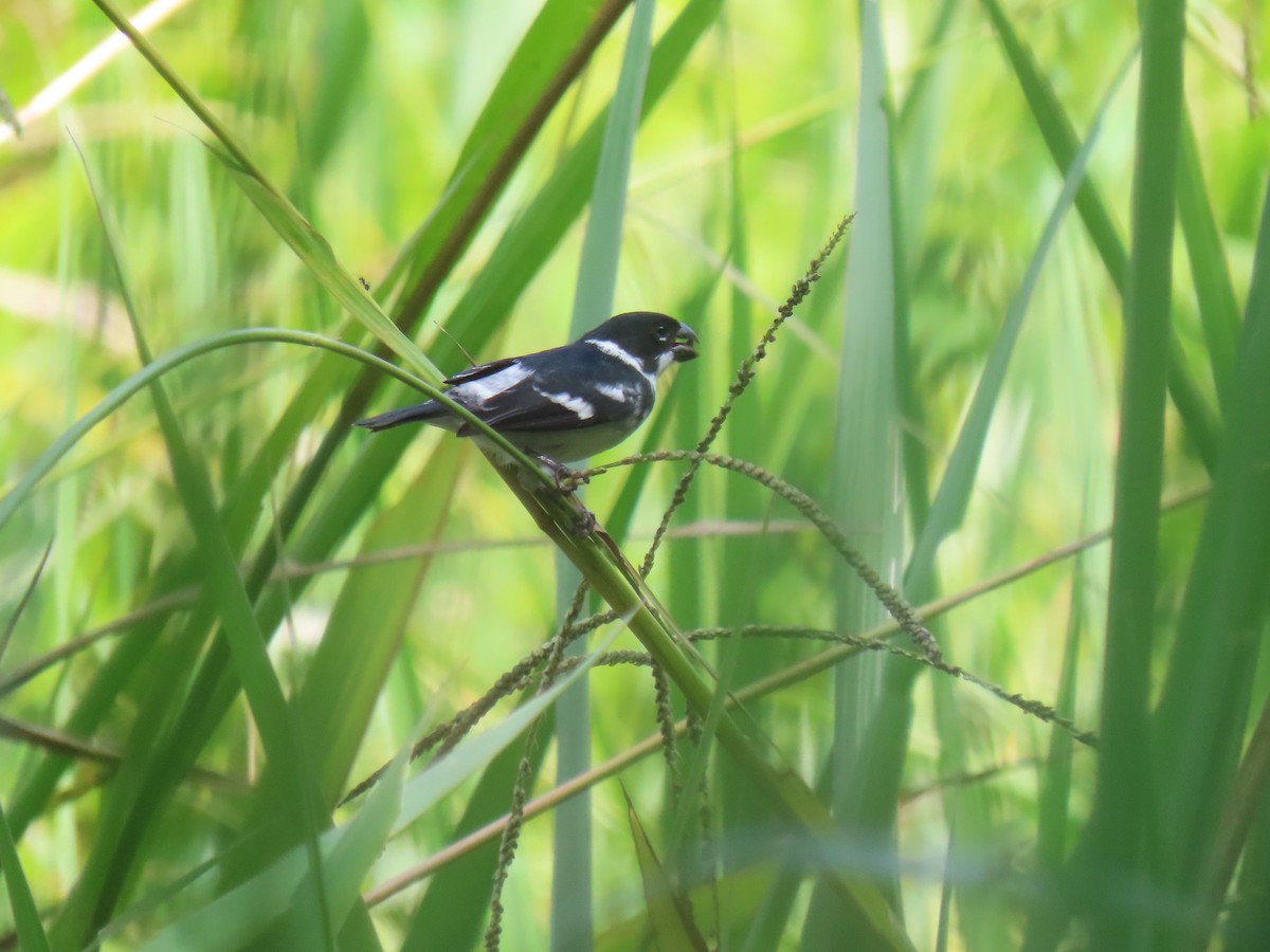 Wing-barred Seedeater (Wing-barred) - ML627214495
