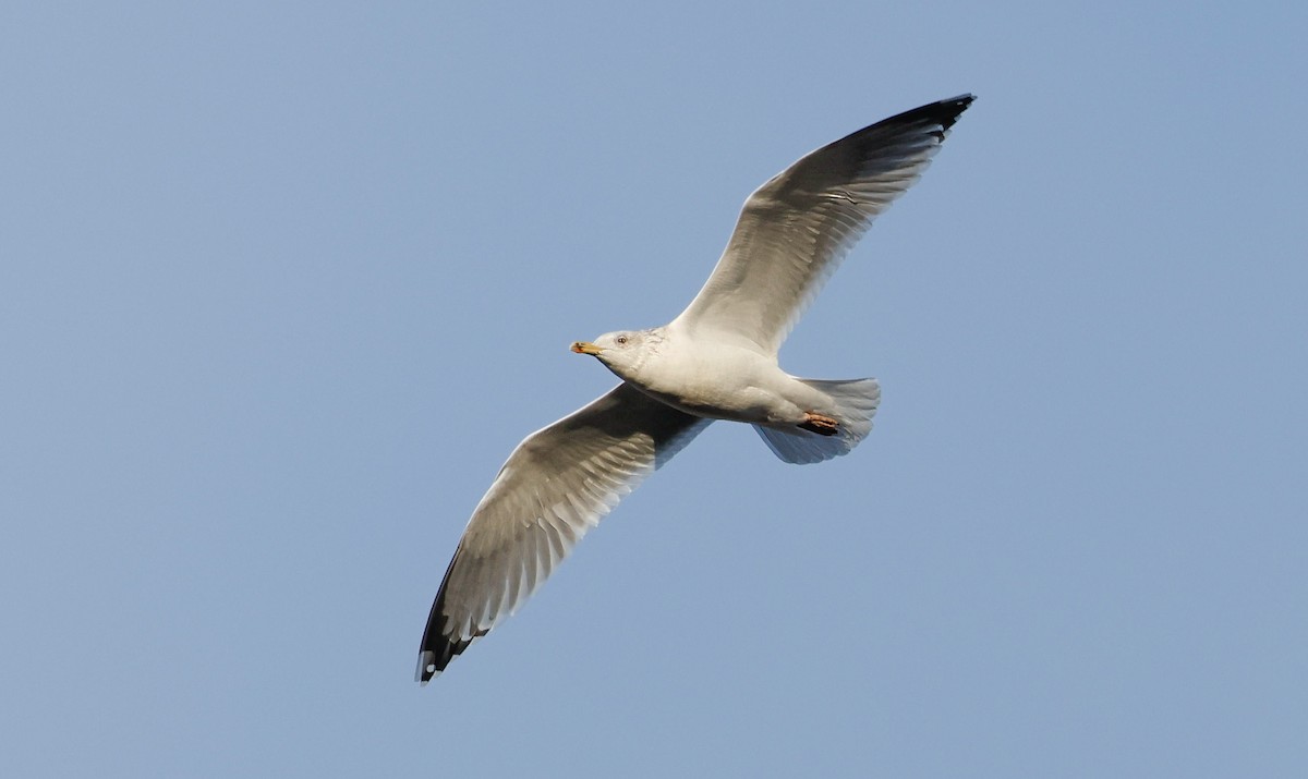 gråmåke - ML627214765