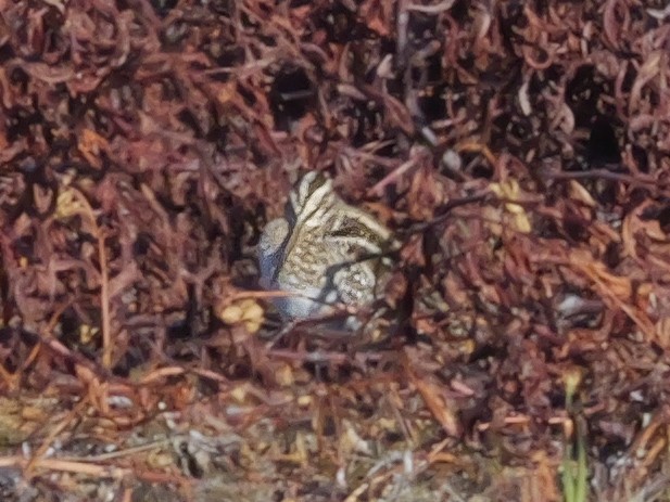 Wilson's Snipe - Roger Horn